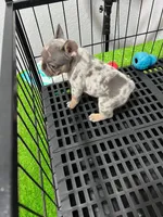 Fifi , a female French Bulldog for sale in Miami, FL – 2 of 9