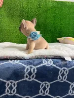 Shirley , a male French Bulldog for sale in Miami, FL – 7 of 10