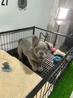 Tito , a male French Bulldog for sale in Miami, FL – 3 of 9