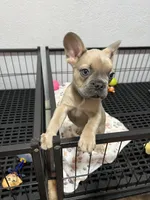Leo, a male French Bulldog for sale in Miami, FL – Photo 6 of 6