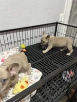 Leo, a male French Bulldog for sale in Miami, FL – Photo 4 of 6