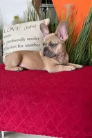 Leo, a male French Bulldog for sale in Miami, FL – Photo 1 of 6