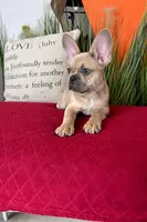 Leo, a male French Bulldog for sale in Miami, FL – Photo 2 of 6