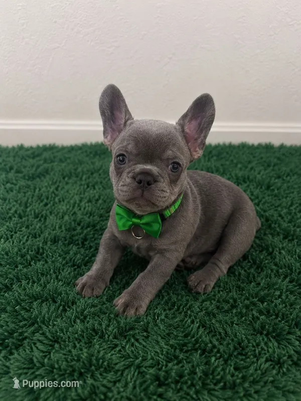Luie  – French Bulldog puppy for sale in Miami, FL