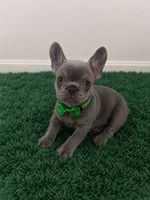 Luie , a male French Bulldog for sale in Miami, FL – 1 of 3