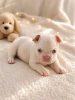 Snow cone, a male French Bulldog for sale in Miami, FL – 5 of 5