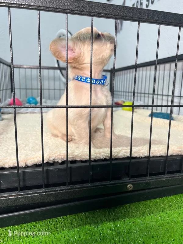 Snow  – French Bulldog puppy for sale in Miami, FL