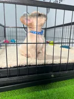 Snow , a male French Bulldog for sale in Miami, FL – 1 of 8