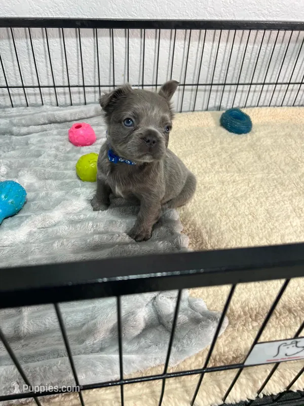 Tito  – French Bulldog puppy for sale in Miami, FL