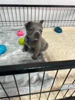 Tito , a male French Bulldog for sale in Miami, FL – 1 of 4