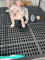 Miel , a female French Bulldog for sale in Miami, FL – 5 of 9