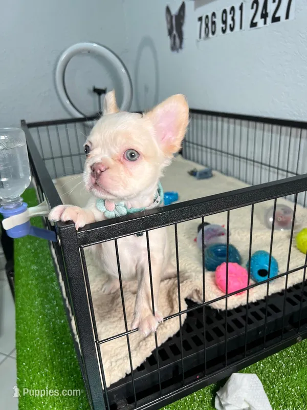 Mashmellow  – French Bulldog puppy for sale in Miami, FL