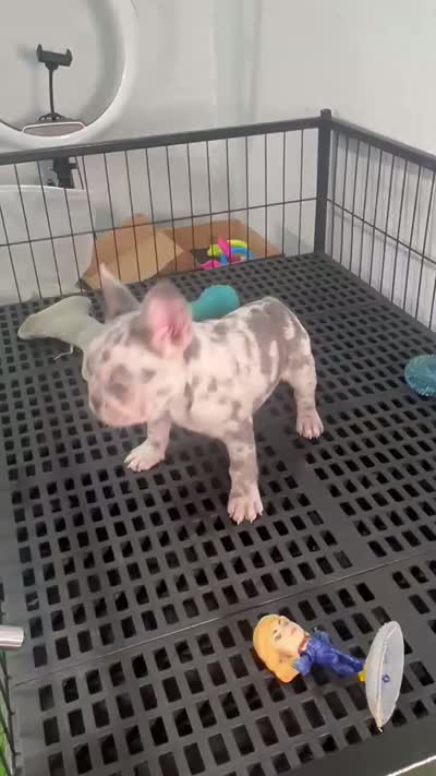 Miel , a female French Bulldog for sale in Miami, FL – 8 of 9