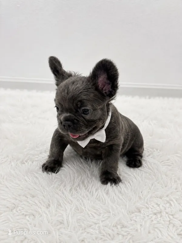 Benji  – French Bulldog puppy for sale in Miami, FL