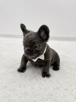Benji , a male French Bulldog for sale in Miami, FL – 1 of 3