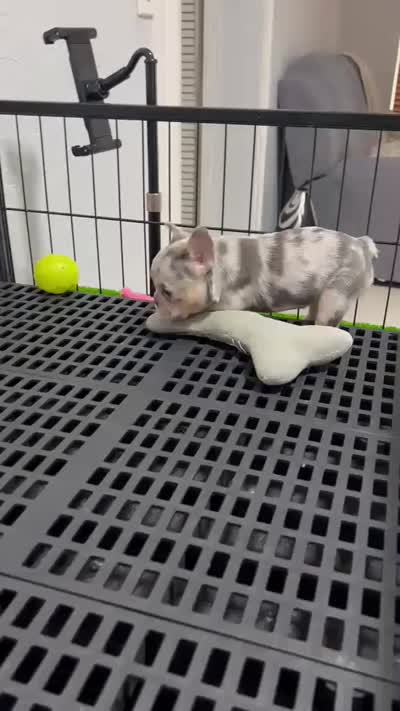 Fifi , a female French Bulldog for sale in Miami, FL – 9 of 9