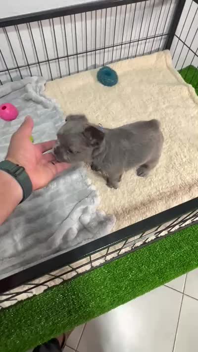 Tito , a male French Bulldog for sale in Miami, FL – 4 of 4