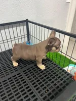 Rojo , a male French Bulldog for sale in Miami, FL – 4 of 10