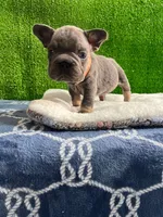 Waldo , a male French Bulldog for sale in Miami, FL – 6 of 8