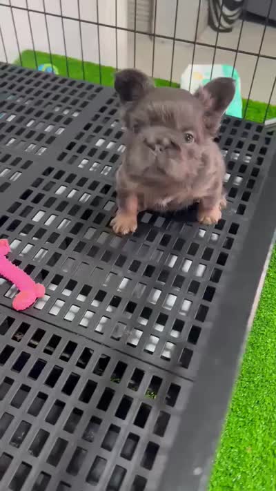 Ava , a female French Bulldog for sale in Miami, FL – 5 of 5