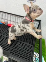 Tiny , a female French Bulldog for sale in Miami, FL – 5 of 10