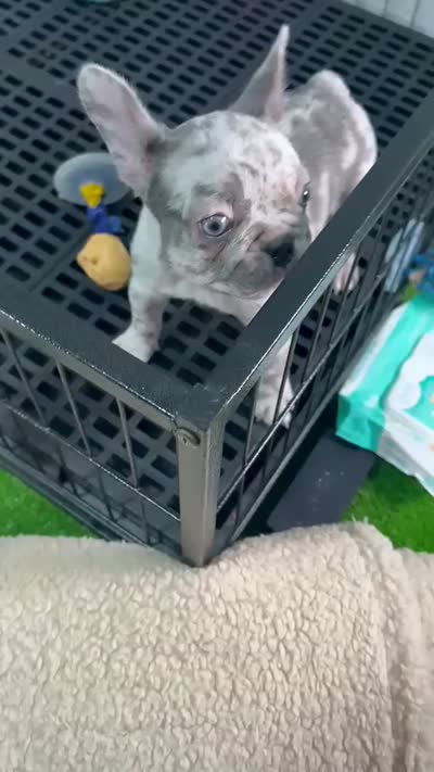Miel , a female French Bulldog for sale in Miami, FL – 9 of 9