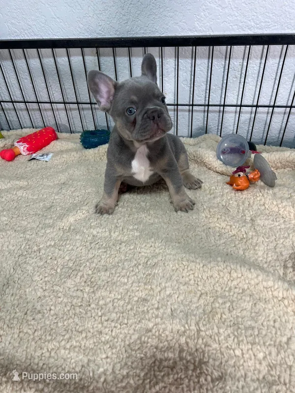 Leo  – French Bulldog puppy for sale in Miami, FL