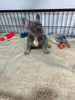 Leo , a male French Bulldog for sale in Miami, FL – 1 of 8