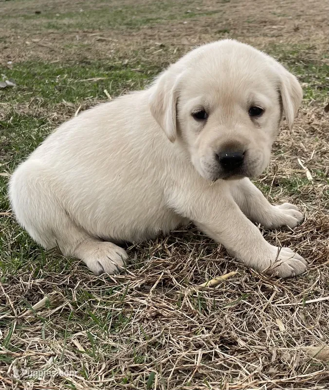 Orange collar – Labrador Retriever puppy for sale in Waukee, IA