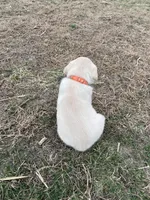 Orange collar, a male Labrador Retriever for sale in Waukee, IA – Photo 4 of 4