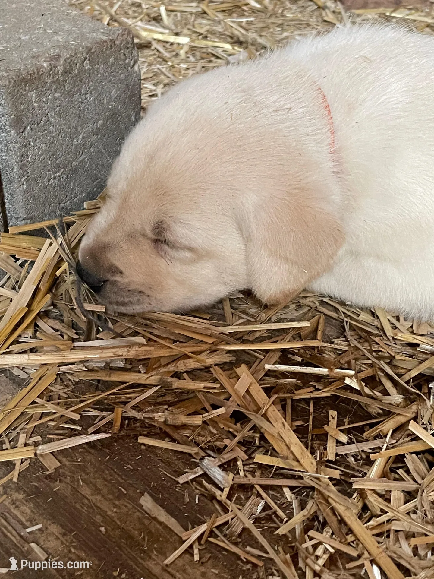 Orange collar, a male Labrador Retriever for sale in Waukee, IA – Photo 2 of 4
