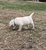 Light blue collar, a male Labrador Retriever for sale in Waukee, IA – Photo 2 of 5