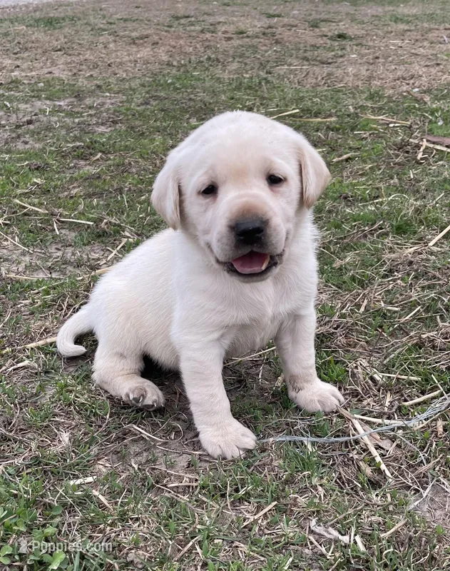 Light blue collar – Labrador Retriever puppy for sale in Waukee, IA