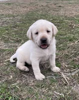 Light blue collar, a male Labrador Retriever for sale in Waukee, IA – Photo 1 of 5