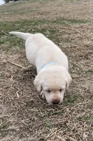 Light blue collar, a male Labrador Retriever for sale in Waukee, IA – Photo 5 of 5