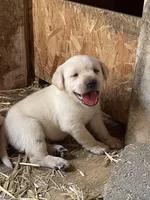 Light blue collar, a male Labrador Retriever for sale in Waukee, IA – Photo 3 of 5