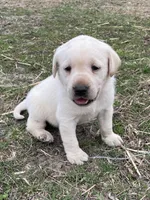 Light blue collar, a male Labrador Retriever for sale in Waukee, IA – Photo 4 of 5