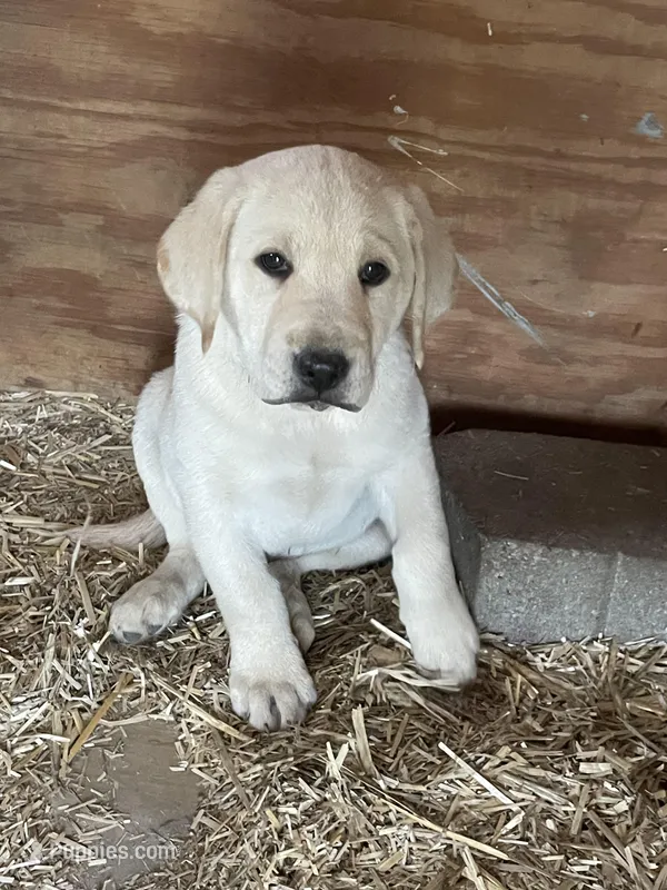 Light blue collar – Labrador Retriever puppy for sale in Waukee, IA