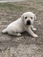 Red Collar, a male Labrador Retriever for sale in Waukee, IA – Photo 2 of 4