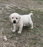 Red Collar, a male Labrador Retriever for sale in Waukee, IA – Photo 3 of 4