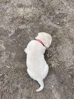 Red Collar, a male Labrador Retriever for sale in Waukee, IA – Photo 4 of 4