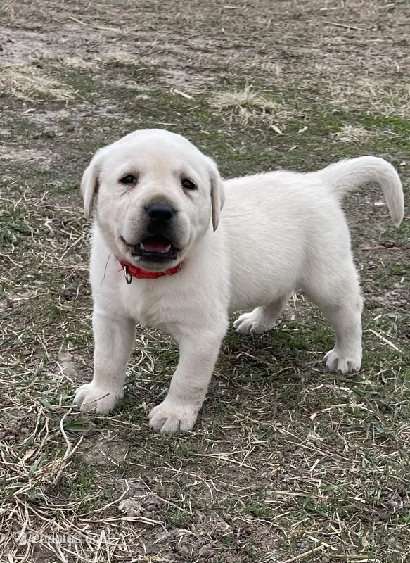 Red Collar – Labrador Retriever puppy for sale in Waukee, IA