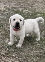 Red Collar, a male Labrador Retriever for sale in Waukee, IA – Photo 1 of 4