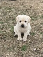 Light green collar, a female Labrador Retriever for sale in Waukee, IA – Photo 2 of 5