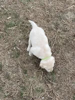Light green collar, a female Labrador Retriever for sale in Waukee, IA – Photo 5 of 5