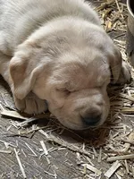 Light green collar, a female Labrador Retriever for sale in Waukee, IA – Photo 4 of 5