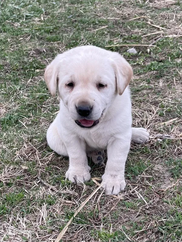 Light green collar – Labrador Retriever puppy for sale in Waukee, IA