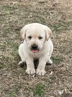 Light green collar, a female Labrador Retriever for sale in Waukee, IA – Photo 3 of 5