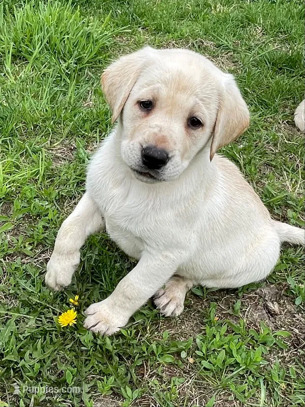 Yellow collar – Labrador Retriever puppy for sale in Waukee, IA