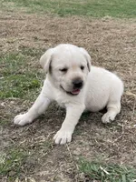 Black collar, a male Labrador Retriever for sale in Waukee, IA – Photo 3 of 4